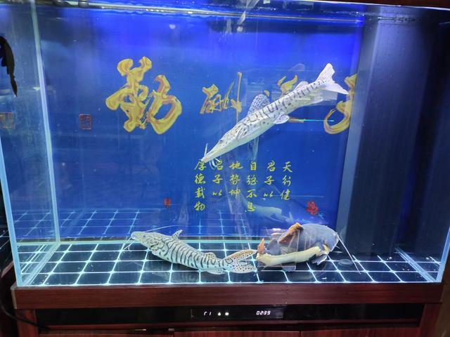 一米二的魚缸，養三條40厘米以上的觀賞魚，密度到底大不大？