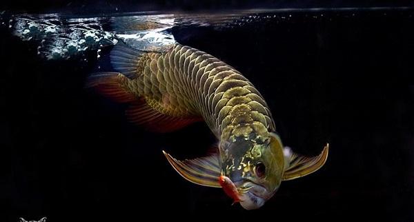 十大最受歡迎的觀賞魚排名，養殖這些魚不會吃虧