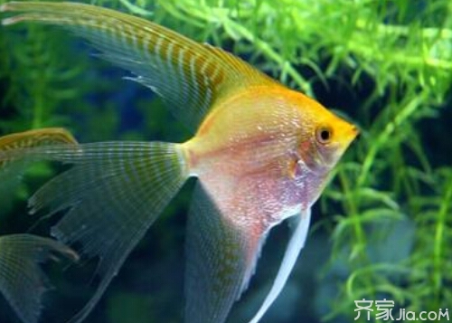 觀賞金魚(yú)圖片欣賞_名貴觀賞魚(yú)金魚(yú)品種圖片大全_觀賞金魚(yú)名貴大全品種魚(yú)圖片