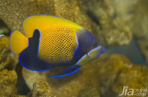 名貴觀賞魚(yú)金魚(yú)品種圖片大全_觀賞金魚(yú)名貴大全品種魚(yú)圖片_觀賞金魚(yú)圖片欣賞
