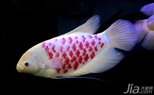 名貴觀賞魚(yú)金魚(yú)品種圖片大全_觀賞金魚(yú)名貴大全品種魚(yú)圖片_觀賞金魚(yú)圖片欣賞